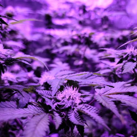 Gelato #25 x Dosidos  growlog timeline photo