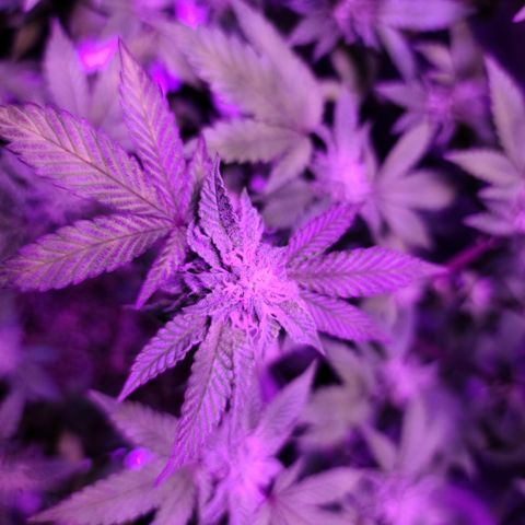 Gelato #25 x Dosidos  growlog timeline photo