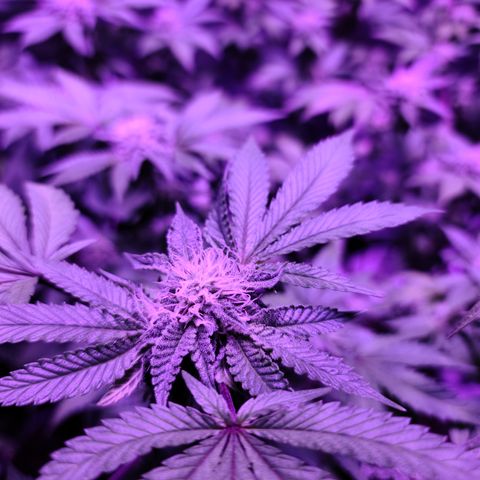 Gelato #25 x Dosidos  growlog timeline photo