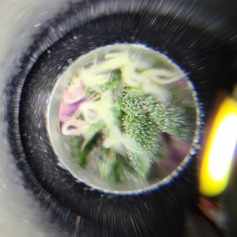 Gelato #25 x Dosidos  growlog timeline photo