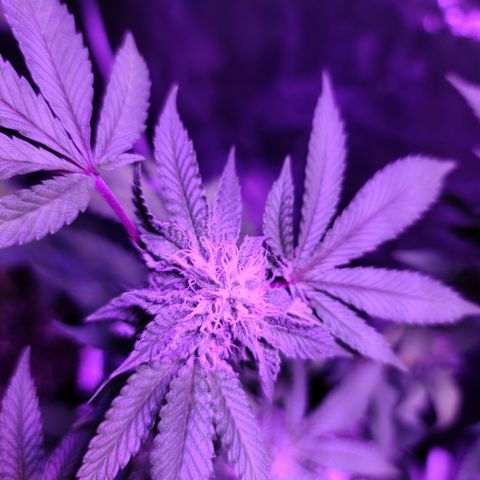 Gelato #25 x Dosidos  growlog timeline photo
