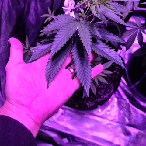 Apple Fritter #1 growlog timeline photo