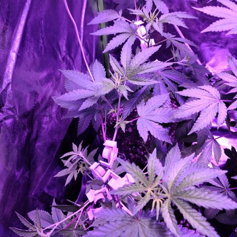 Apple Fritter #1 growlog timeline photo