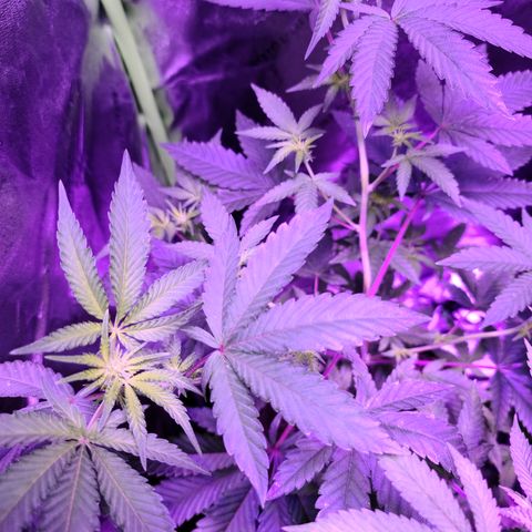 Apple Fritter #1 growlog timeline photo