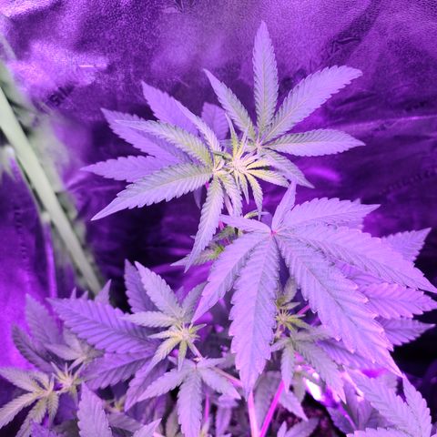 Apple Fritter #1 growlog timeline photo