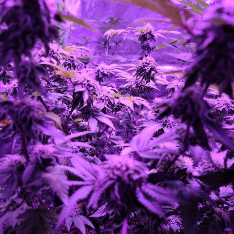 Gelato #25 x Dosidos  growlog timeline photo
