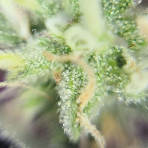 Gelato #25 x Dosidos  growlog timeline photo