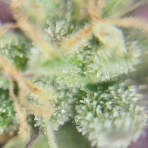 Gelato #25 x Dosidos  growlog timeline photo