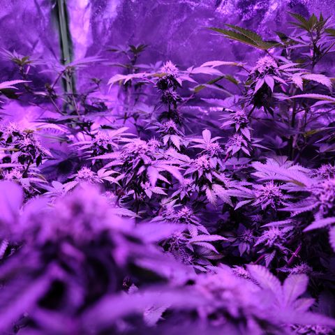 Gelato #25 x Dosidos  growlog timeline photo