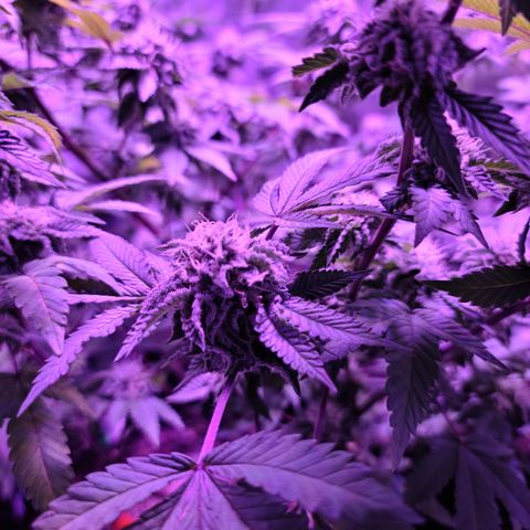 Gelato #25 x Dosidos  growlog timeline photo