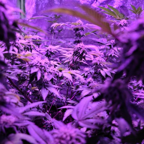 Gelato #25 x Dosidos  growlog timeline photo