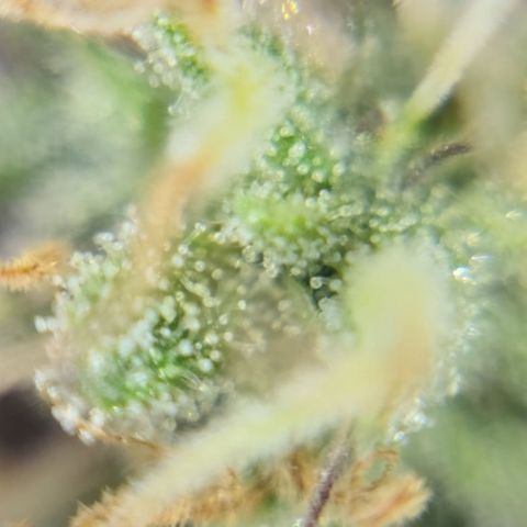 Gelato #25 x Dosidos  growlog timeline photo