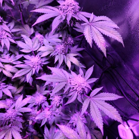 Gelato #25 x Dosidos  growlog timeline photo