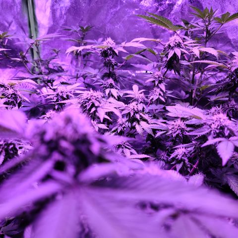 Gelato #25 x Dosidos  growlog timeline photo