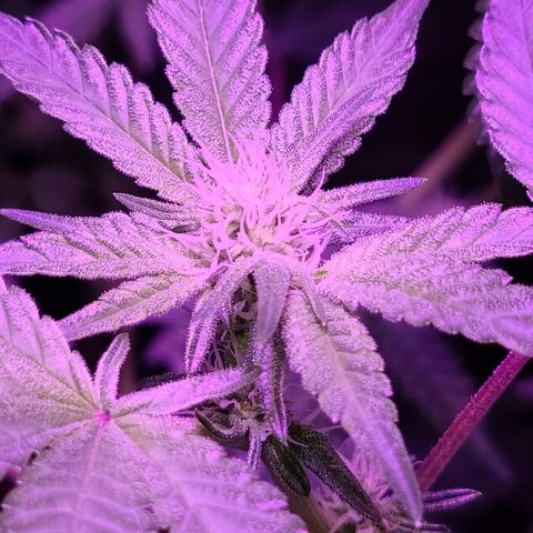 Apple Fritter #1 growlog timeline photo