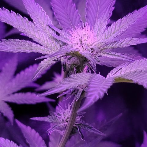 Apple Fritter #1 growlog timeline photo
