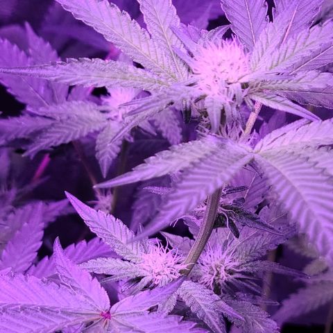 Apple Fritter #1 growlog timeline photo