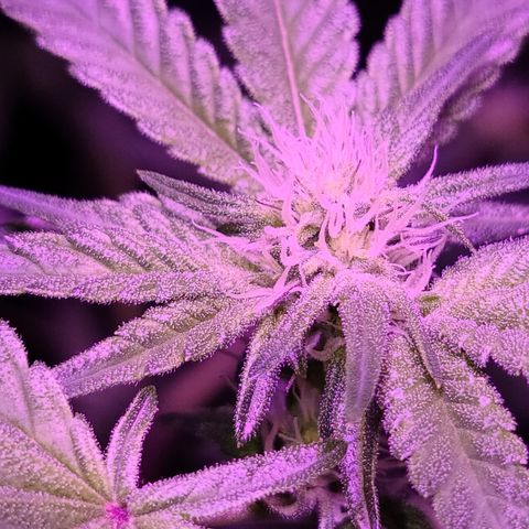 Apple Fritter #1 growlog timeline photo