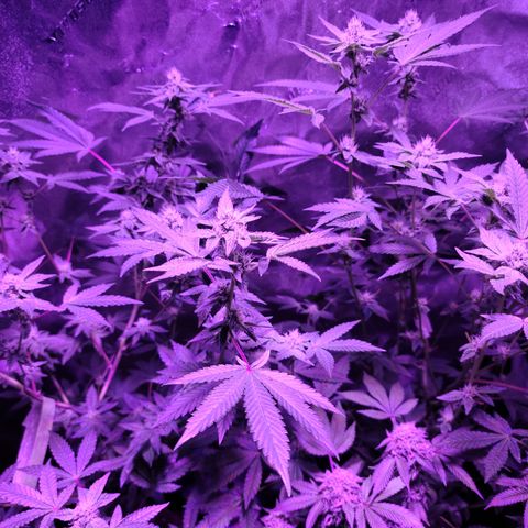 Apple Fritter #1 growlog timeline photo
