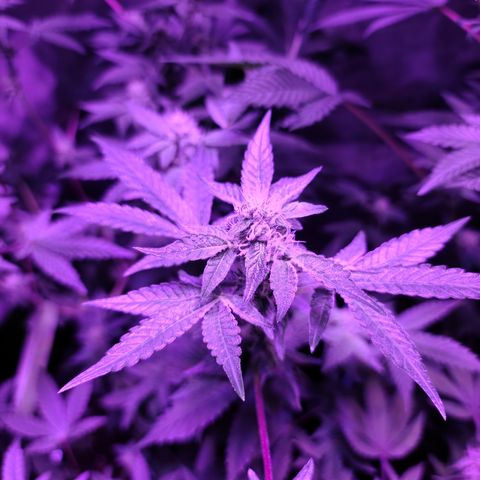 Apple Fritter #1 growlog timeline photo