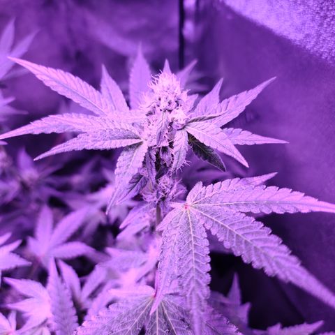 Apple Fritter #1 growlog timeline photo
