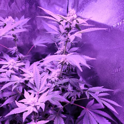 Apple Fritter #1 growlog timeline photo