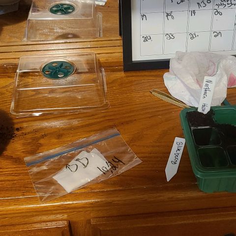 Amnesia haze growlog photo: Pictures from germination to seedlings 🌱 