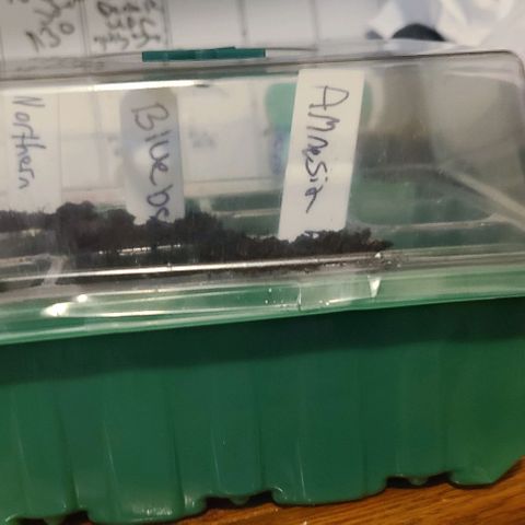 Amnesia haze growlog photo: Pictures from germination to seedlings 🌱 