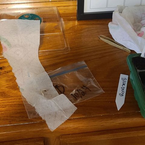 Amnesia haze growlog photo: Pictures from germination to seedlings 🌱 