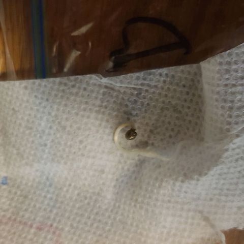 Amnesia haze growlog timeline photo