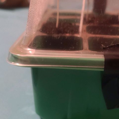 Amnesia haze growlog photo: Almost ready to transplant 