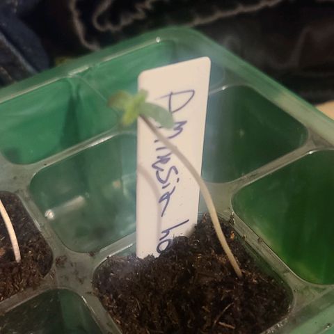 Amnesia haze growlog photo: Out growing dome return home tomorrow will transfer plant to main growing home