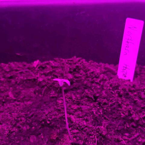 Amnesia haze growlog timeline photo