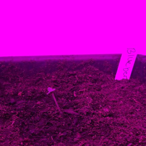 Amnesia haze growlog timeline photo