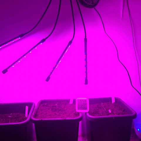 Amnesia haze growlog timeline photo