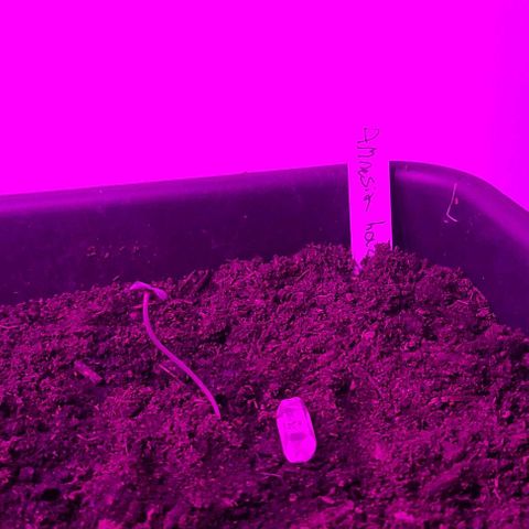 Amnesia haze growlog timeline photo