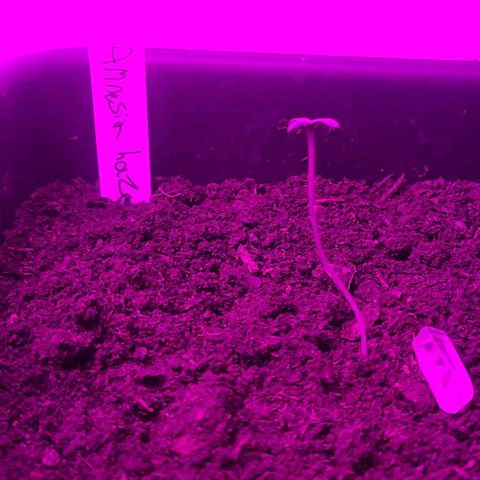 Amnesia haze growlog timeline photo