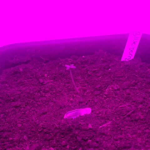 Amnesia haze growlog timeline photo