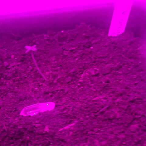 Amnesia haze growlog timeline photo