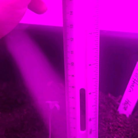 Amnesia haze growlog timeline photo