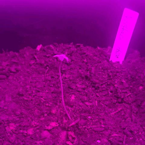 Amnesia haze growlog timeline photo