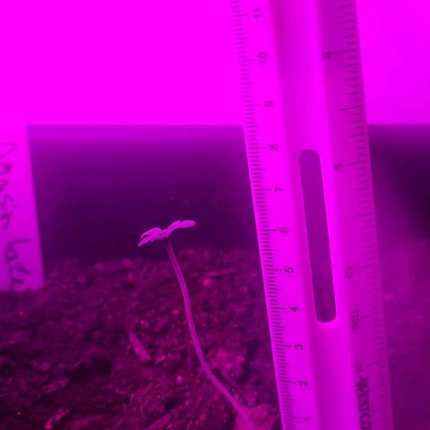 Amnesia haze growlog timeline photo