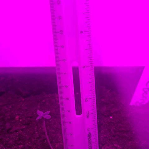 Amnesia haze growlog timeline photo