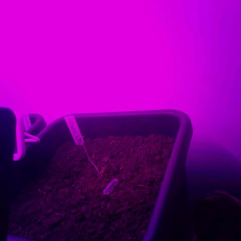 Amnesia haze growlog timeline photo