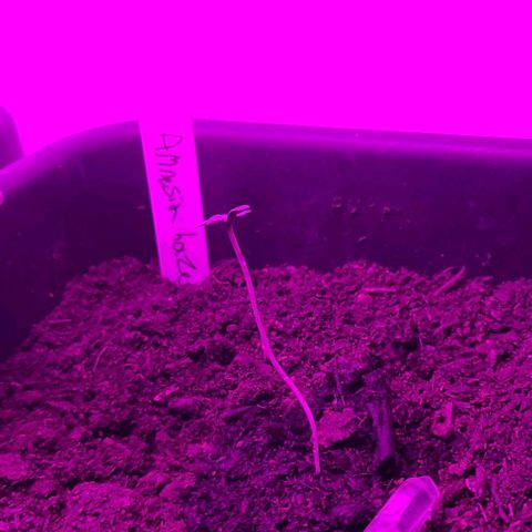 Amnesia haze growlog photo: 6.5 cm high