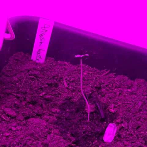 Amnesia haze growlog timeline photo