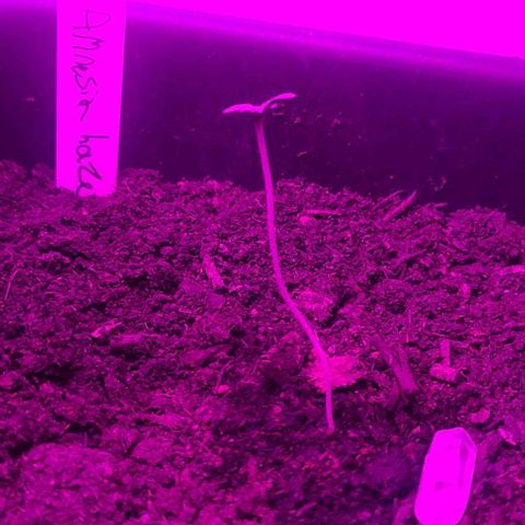 Amnesia haze growlog timeline photo