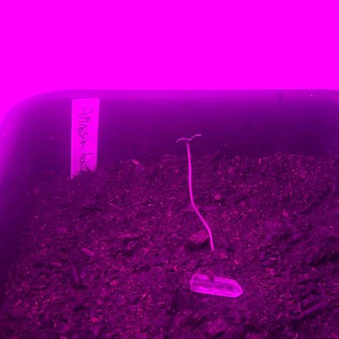 Amnesia haze growlog timeline photo