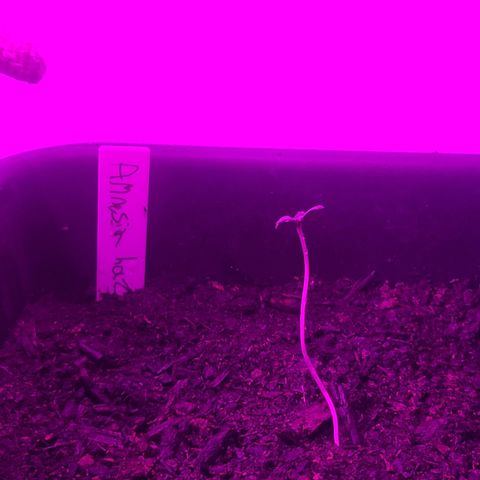 Amnesia haze growlog timeline photo