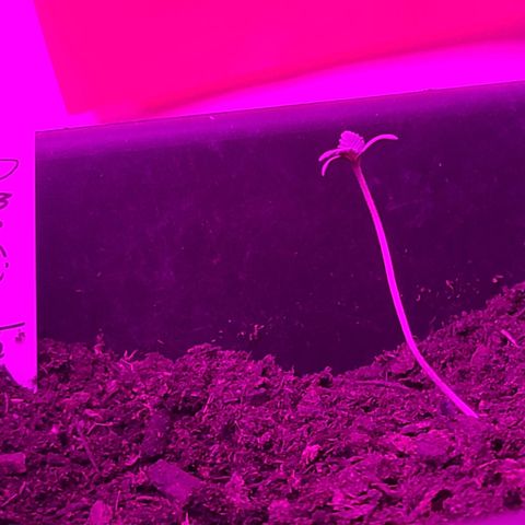 Amnesia haze growlog photo: Looks ready to branch off as well